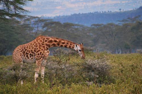 3 zsiráfot ütött agyon az áram egy kenyai rezervátumban