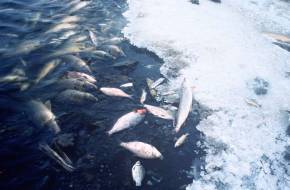Aggasztó mértékben pusztulnak az édesvízi halak