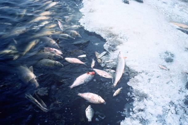 Szennyezés miatt elpusztult halak
Forrás: commons.wikimedia.org
Szerző: United States Fish and Wildlife Service.