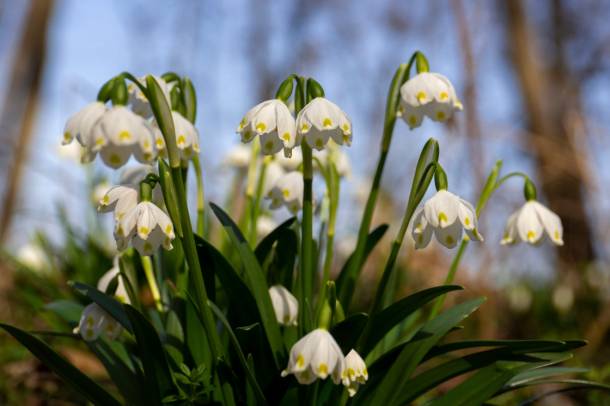 Itt a tavasz: virágzó tőzike
Forrás: mti.hu
Szerző: MTI/Varga György