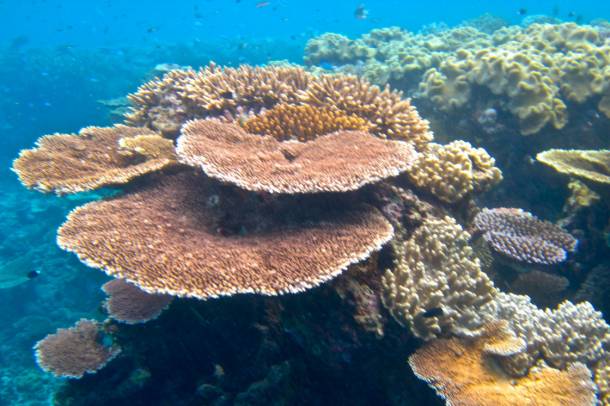 A Nagy-korallzátony Ausztráliában
Forrás: www.flickr.com
Szerző: Kyle Taylor