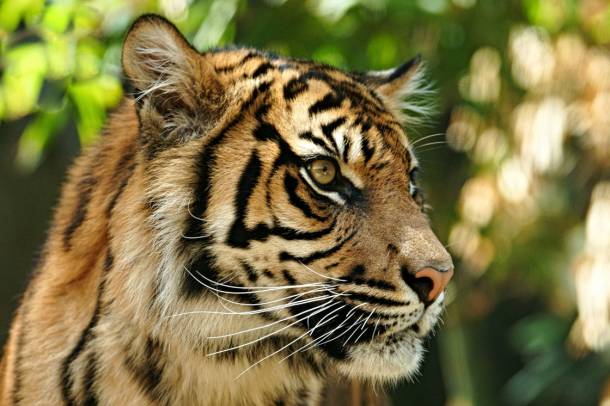 Szumátrai tigris (Panthera tigris sumatrae)
Forrás: www.flickr.com
Szerző: Roger Smith