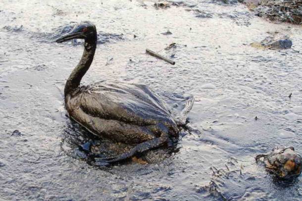 Tengeri olajszennyezés (Képünk illusztráció)
Forrás: www.flickr.com
Szerző: Marine Photobank