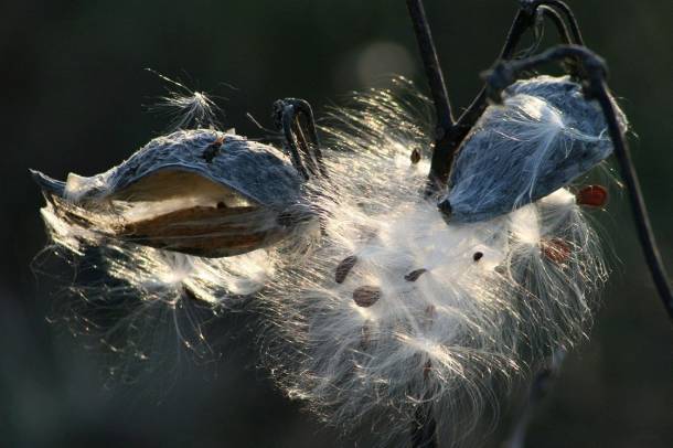 Egy nem őshonos növény, a selyemkóró (Asclepias syriaca)
Forrás: pixabay.com
Szerző: Vargazs