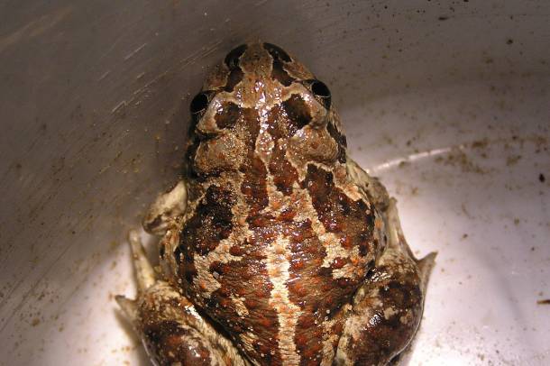 Csapdába esett barna ásóbéka (Pelobates fuscus)
Forrás: commons.wikimedia.org
Szerző: B. de Rooy
