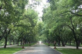 200 millió fát ültettek Pekingben az elmúlt 40 év alatt