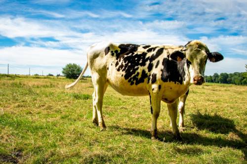 Megvan a megoldás? Hínárt tartalmazó takarmánnyal csökkentenék a szarvasmarhák gázkibocsátásáta