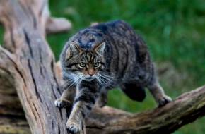 A vadmacskák védelmében - Programot indít a Budakeszi Vadaspark