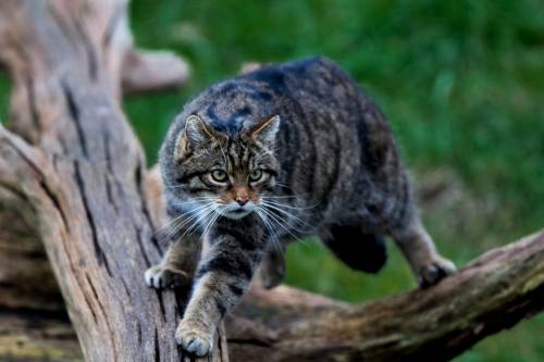 A vadmacskák védelmében - Programot indít a Budakeszi Vadaspark
