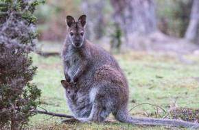 Meglepetés az erszényben: veszélyeztetett Bennett-kenguru született a debreceni állatkertben