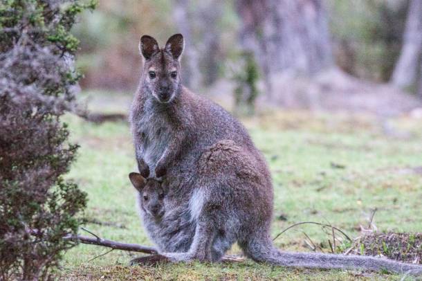 A kengurubébi akár 9 hónapos koráig is visszatér az erszénybe (Képünk illusztráció!)
Forrás: www.flickr.com
Szerző: Ron Knight
