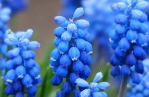 "Természetes színtévesztés" - Mely virágokat látjuk kéknek?