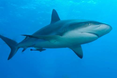 Örökre eltűnhetnek: 39 cápa- és rájafaj helyzete romlott