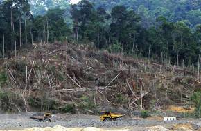 Négymillió hektárnyi őserdő pusztult el tavaly!