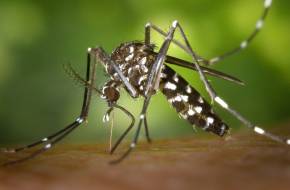 Legyen Ön is szúnyogvadász! - Online szúnyog-térkép készül a lakosság segítségével