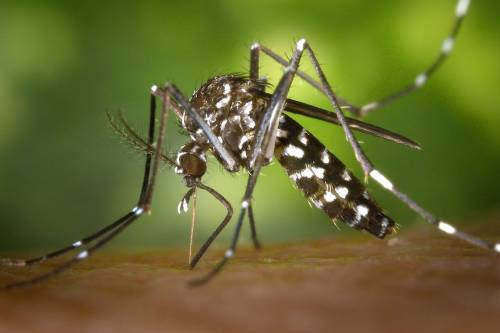 Legyen Ön is szúnyogvadász! - Online szúnyog-térkép készül a lakosság segítségével