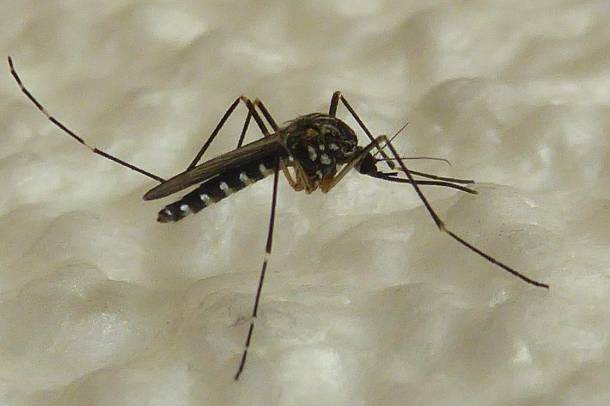 Hívatlan vendég: koreai szúnyog (Aedes koreicus)
Forrás: commons.wikimedia.org
Szerző: Syrio