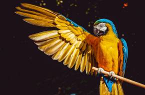 Hogyan kerültek papagájmúmiák az Atacama-sivatagba? - Kereskedelmi útvonalak az Andokban