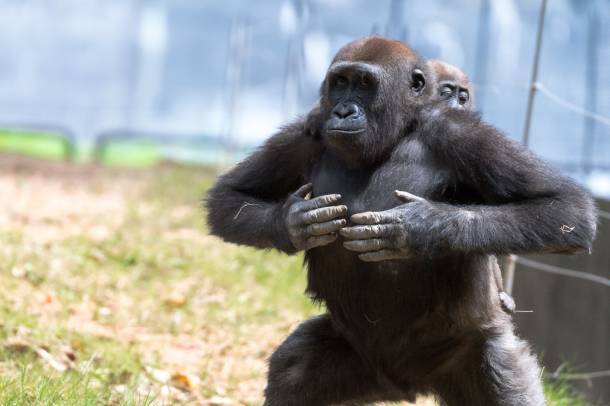 Mellkasát döngető nőstény gorilla
Forrás: www.flickr.com
Szerző: Eric Kilby