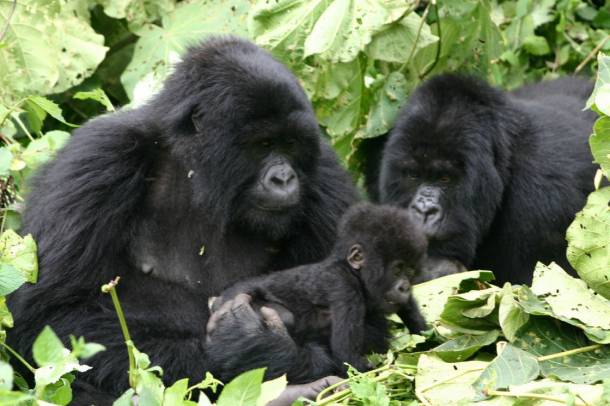 A kutatók a ruandai Vulkán Nemzeti Park gorillák viselkedését vizsgálták
Forrás: www.flickr.com
Szerző: Derek Keats