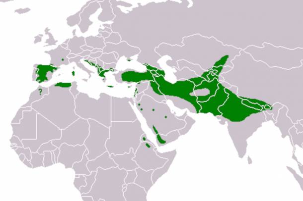 A fakó keselyű elterjedtsége a világon
Forrás: commons.wikimedia.org
Szerző: The Engineer