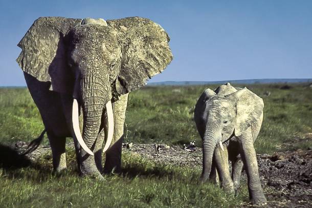 Elefántok Kenyában
Forrás: commons.wikimedia.org
Szerző: Ray in Manila
