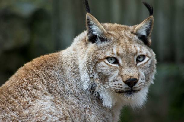 Hiúz (Lynx lynx)
Forrás: commons.wikimedia.org
Szerző: Carlos Delgado 
