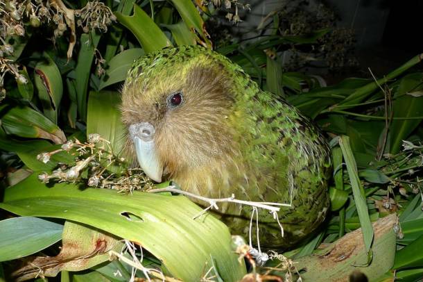 A kakapó (Strigops habroptila) teljes genomja is elkészült
Forrás: commons.wikimedia.org
Szerző: Department of Conservation