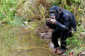 Nemzeti parkot hoznak létre a csimpánzok védelmére