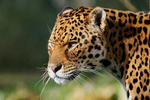 Visszatérhetnek a jaguárok az Egyesült Államokba?