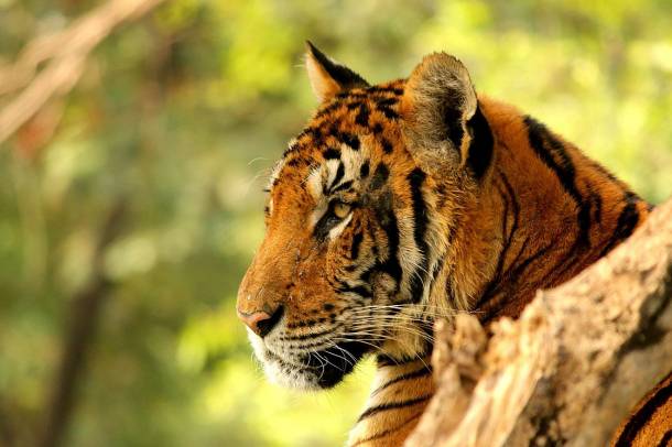 Bengáli tigris (Panthera tigris tigris) 
Forrás: commons.wikimedia.org
Szerző: ABHIRUP DE