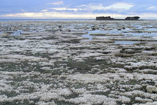 Pusztuló korallzátonyok
Forrás: commons.wikimedia.org
Szerző: Oregon State University