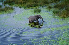Olajipar Afrikában - Elefántok tízezrei kerülhetnek veszélybe