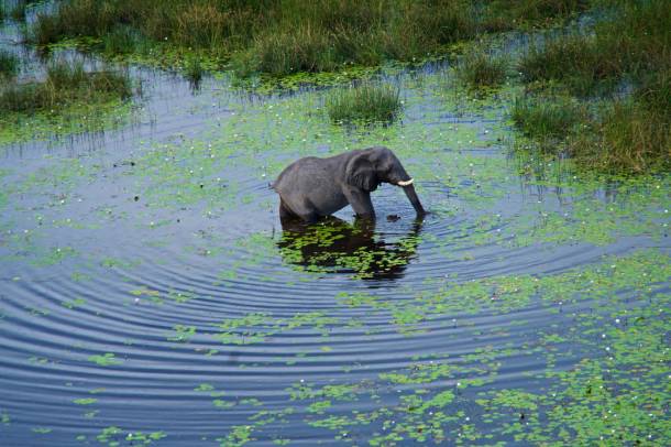 Elefánt az Okavango-medencében
Forrás: www.flickr.com
Szerző: GRID-Arendal