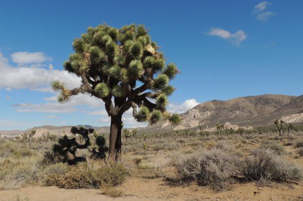 Jozsuéfa (Yucca brevifolia) Kaliforniában
Forrás: www.flickr.com
Szerző: Anita Gould