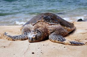 Több száz teknős pusztult el egy hajóbeleset miatt