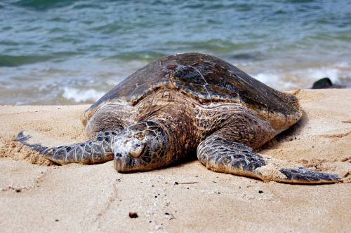 Több száz teknős pusztult el egy hajóbeleset miatt