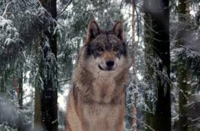 Megszünt a védettség, a wisconsini farkasok harmadát kiirtották