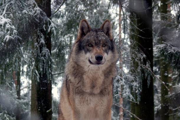 Szürke farkas (Canis lupus)
Forrás: www.flickr.com
Szerző: Gunnar Ries