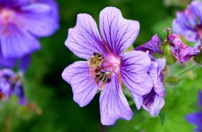 Ezeket a növényeket ültesd, ha méhbarát kertet tervezel!