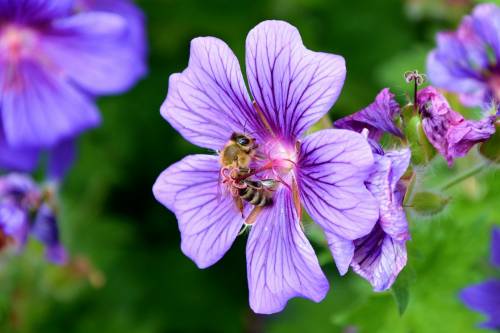 Ezeket a növényeket ültesd, ha méhbarát kertet tervezel!