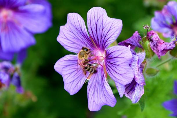 Ültessünk méhcsalogató virágokat!
Forrás: pixabay.com
Szerző: congerdesign