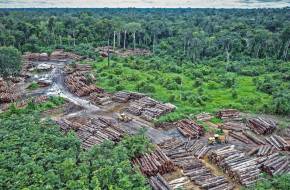 Nem regenerálódnak megfelelően az amazonasi erdők az erdőirtások után