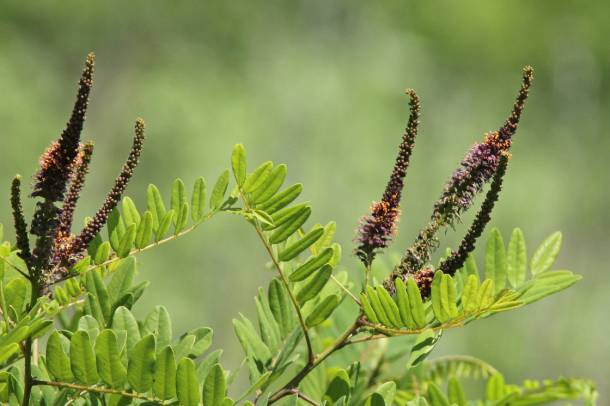 Gyalogakác (Amorpha fruticosa)
Forrás: www.flickr.com
Szerző: Mary Keim