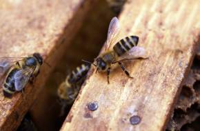 "Méhhotel" nyílt Horvátországban - Hatalmas a kereslet