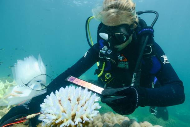 Korallfehéredést vizsgáló kutató Ausztráliában
Forrás: www.aims.gov.au
Szerző: AIMS