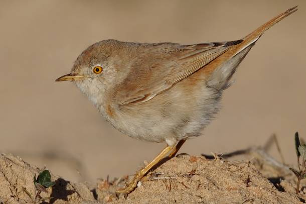 Üdítő kivétel: a sivatagi poszáta (Sylvia nana) visszatért a kontinensre
Forrás: commons.wikimedia.org
Szerző: Birds of Qatar and Middle East