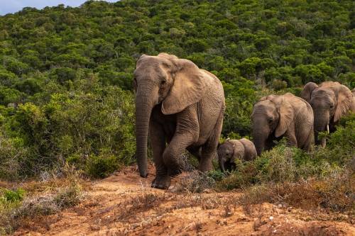 Az orvvadászok miatt jelentek meg az agyar nélküli elefántok