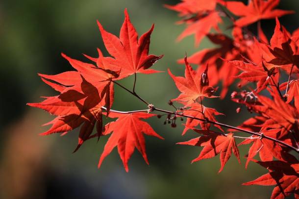 Japán juharfa levele ősszel
Forrás: pixabay.com
Szerző: Ilyés Ilona