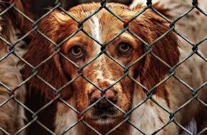 Szigorodhatnak a büntetések az állatvédelemben?